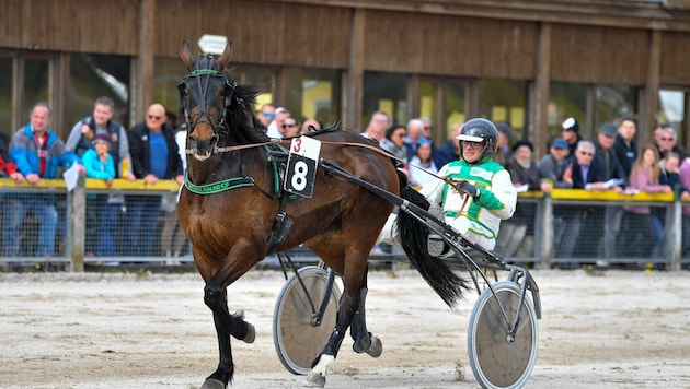 Am Samstag donnern ab 15 Uhr in Wels wieder die Hufe. (Bild: Dostal Harald)