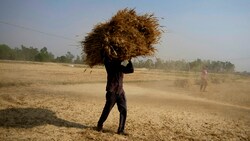 Ein indischer Bauer bei der Weizenernte (Bild: AP)