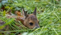 Rehbaby: Kaum geboren und schon lauert der Tod . (Bild: ZVG)