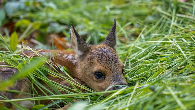 Rehbaby: Kaum geboren und schon lauert der Tod . (Bild: ZVG)