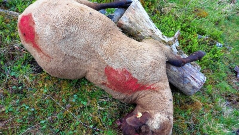 Die Almsaison hat noch nicht richtig begonnen, schon müssen die Bauern gerissene Tiere finden. (Bild: zvg)