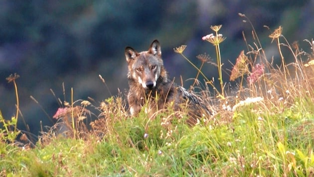 The Bludenz wolf is to be shot - hopefully the hunters will then get the right one. (Bild: Hannes Wallner)