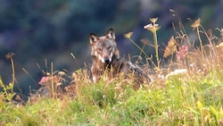 Der Bludenzer Wolf soll erschossen werden - hoffentlich kommt den Jägern dann auch der richtige vor die Flinte. (Bild: Hannes Wallner)