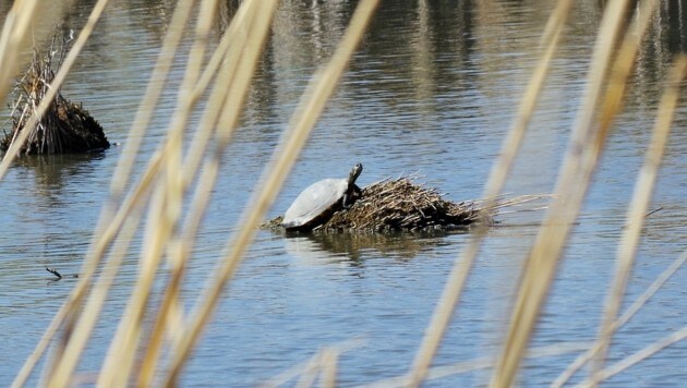 Ein Schmuckschildkröte in der Nähe der Rheinmündung bei Hard. (Bild: Rubina Bergauer)