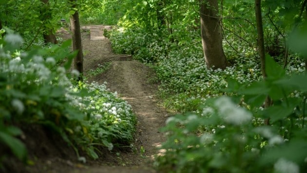 Mitten im Wald wurden die verbotenen Trails angelegt. (Bild: Arman Kalteis)