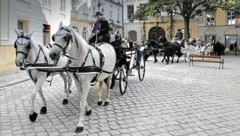 Gehören zum Wiener Stadtbild dazu: die Fiaker (Bild: Martin Jöchl)