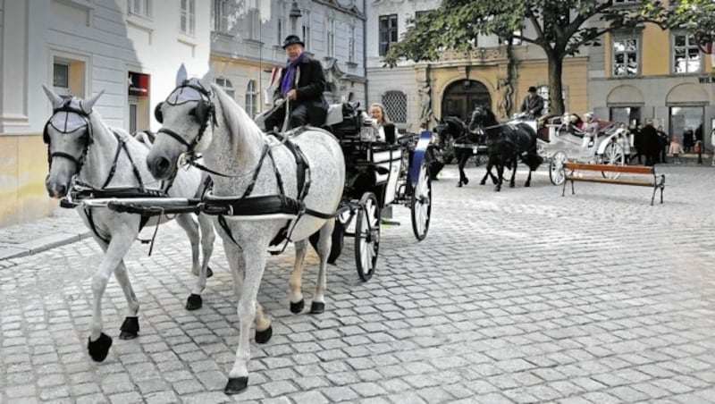 Gehören zum Wiener Stadtbild einfach dazu: die Fiaker (Bild: Martin Jöchl)