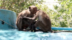 Erstmals wurden Affenpocken bei Javaneraffen im Jahr 1958 nachgewiesen - den ersten Fall bei einem Menschen gab es mehr als zehn Jahre später. (Bild: Milan Vasicek stock.adobe.com)