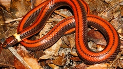 In Paraguay haben Forscher diese farbenprächtige, neue und seltene Schlangenart entdeckt. (Bild: Jean-Paul Brouard)