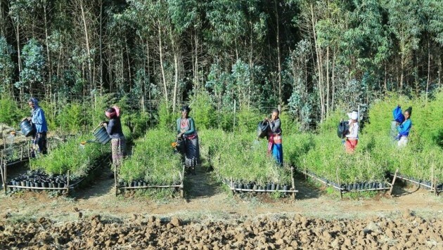 El dinero se utiliza para cultivar plántulas de varios árboles en Etiopía.  (Imagen: zVg)