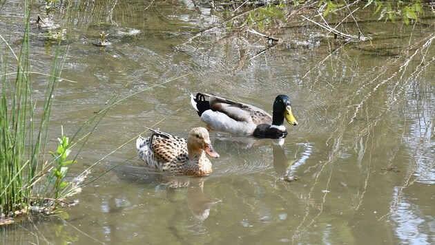 The elderly lady fell into the stream while feeding ducks (symbolic image) (Bild: P. Huber)