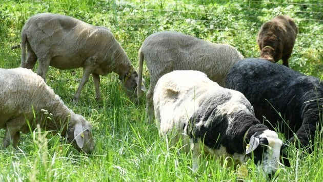 Das friedliche Grasen der Schafe auf der Alm kann durch Raubtiere tödlich enden. Symbolbild (Bild: P. Huber)