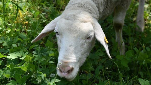 Mindestens sechs Mal soll der Mann die Schafe missbraucht haben (Symbolbild). (Bild: P. Huber)