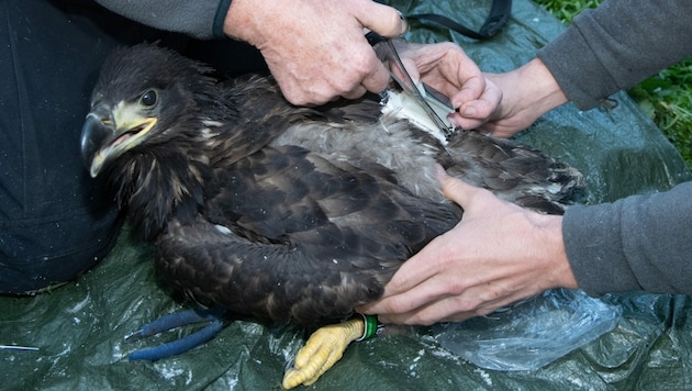 Der Seeadler „Orania“ bei der Besenderung im Jahr 2019 im Nationalpark Donau-Auen. (Bild: APA/WWF/FRANZ KOVACS)