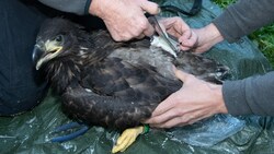 Der Seeadler „Orania“ bei der Besenderung im Jahr 2019 im Nationalpark Donau-Auen. (Bild: APA/WWF/FRANZ KOVACS)