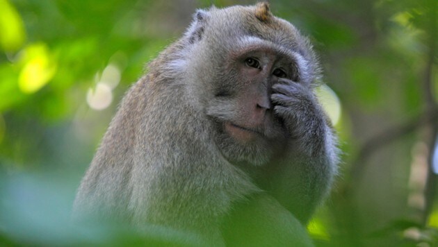 Fachleute vermuten, dass der Erreger der Affenpocken in Nagetieren zirkuliert, Affen gelten als sogenannte Fehlwirte. Infektionen können wohl durch Kontakt mit Sekreten infizierter Tiere übertragen werden. (Bild: stock.adobe.com)