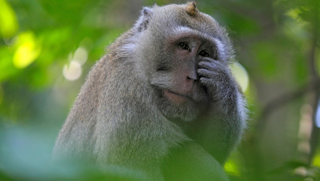 Fachleute vermuten, dass der Erreger der Affenpocken in Nagetieren zirkuliert, Affen gelten als sogenannte Fehlwirte. Infektionen können wohl durch Kontakt mit Sekreten infizierter Tiere übertragen werden. (Bild: stock.adobe.com)