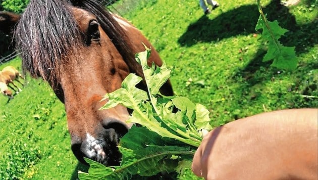 Pony Pepper (li) ist der Liebling der Kinder. (Bild: Melcherhof aktiv)