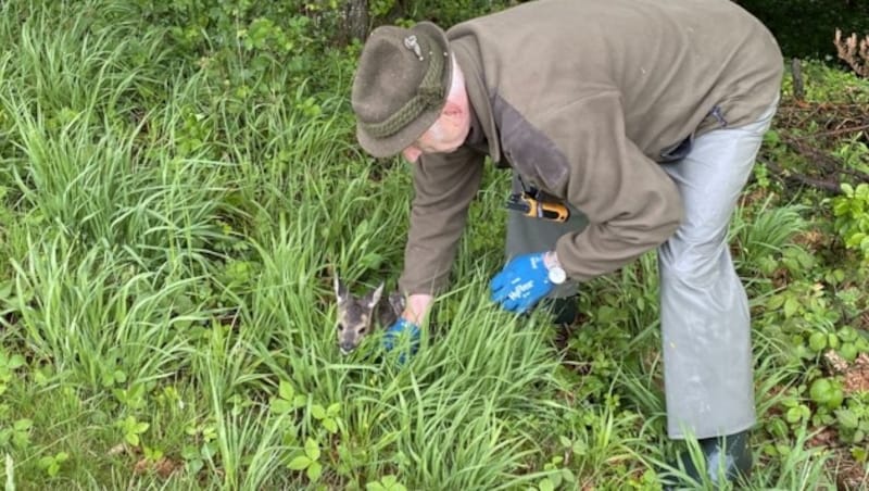 Handschuhe sind besonders wichtig, die Tiere dürfen nicht den menschlichen Geruch annehmen. (Bild: NÖ Jagdverband)