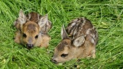 Kitze verstecken sich im hohen Gras vor ihren Feinden. Jäger und Bauern suchen sie, bevor mit der Mahd begonnen wird. (Bild: Karl-Heinz Volkmar)