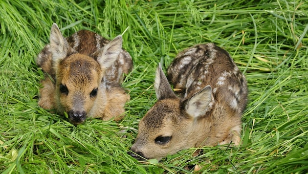 Kitze verstecken sich im hohen Gras vor ihren Feinden. Jäger und Bauern suchen sie, bevor mit der Mahd begonnen wird. (Bild: Karl-Heinz Volkmar)