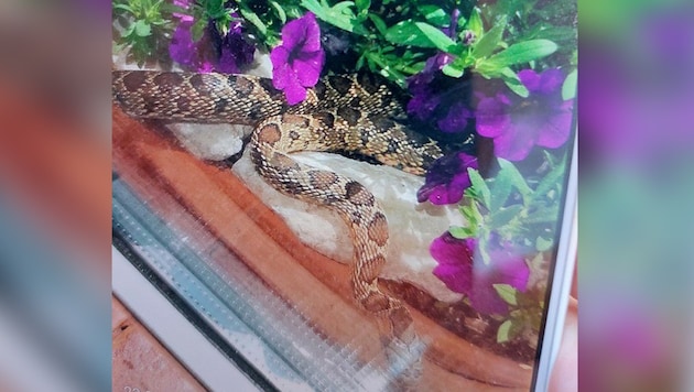 Diese Schlange fand die Frau in ihrer Blumenkiste (Bild: Stangl/zVg, Krone KREATIV)