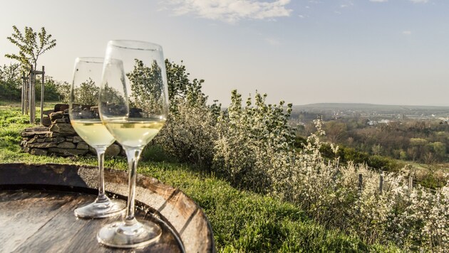 Achterl aus Niederösterreich waren in Düsseldorf hoch im Kurs. 150 Millionen Liter Wein werden im Schnitt pro Jahr in NÖ produziert. 61 Prozent der Weinbauflächen in Österreich liegen in Niederösterreich. (Bild: Robert Herbst)