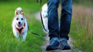 Hundehalter müssen künftig vor und nach der Anschaffung eines Vierbeiners einen Kurs belegen.  (Bild: DoraZett - stock.adobe.com)