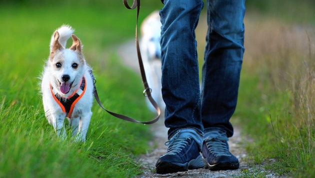 In future, dog owners must attend a course before and after acquiring a four-legged friend. (Bild: DoraZett - stock.adobe.com)