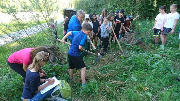 Eine Klasse durfte selbst zu Hacke und Schaufel greifen und 40 Bäume pflanzen. (Bild: MS Egger-Lienz)