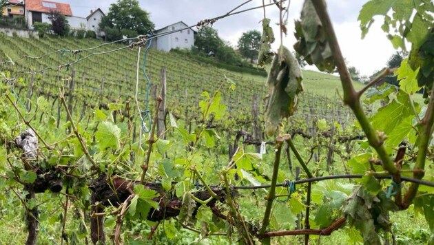 Enorme Hagelschäden sind durch das Unwetter in der Landwirtschaft in ganz Österreich entstanden. (Bild: ÖHV)