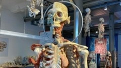 In Guben (D) werden die Plastinate hergestellt. (Bild: Manuela Karner)