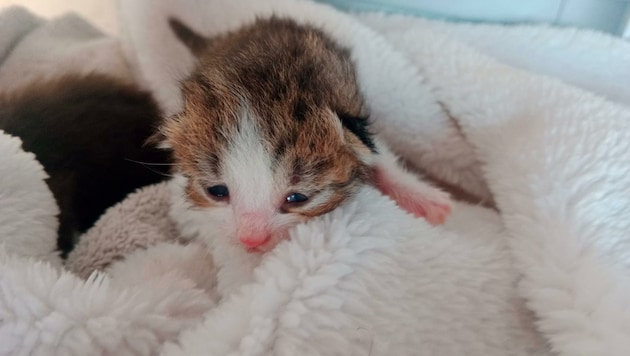 Freilaufende Katzen und Kater werden gefangen und kastriert, um das Leid einzudämmen. (Bild: Privat)