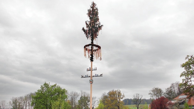 Die traditionellen Maibäume werden aufgestellt. (Bild: zVg)