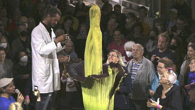 Titanenwurz „Willi“: Der Blütenstand kann mehr als drei Meter hoch werden und zählt zu den größten Blumen der Welt. (Bild: UNIVERSITÄT WIEN/JAN KNICKMANN)