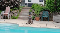 Cool am Pool - Immodog "Oscar" prüft jede Anlage genau! (Bild: Zwefo)