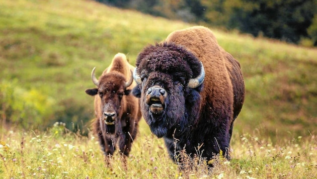 Investor Hans Kilger zieht in Brandenburg eine riesige Tierzucht auf, unter anderem mit Bisons. Das Fleisch wird in der Steiermark verarbeitet. (Bild: Kilger)