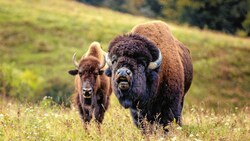 Investor Hans Kilger zieht in Brandenburg eine riesige Tierzucht auf, unter anderem mit Bisons. Das Fleisch wird in der Steiermark verarbeitet. (Bild: Kilger)