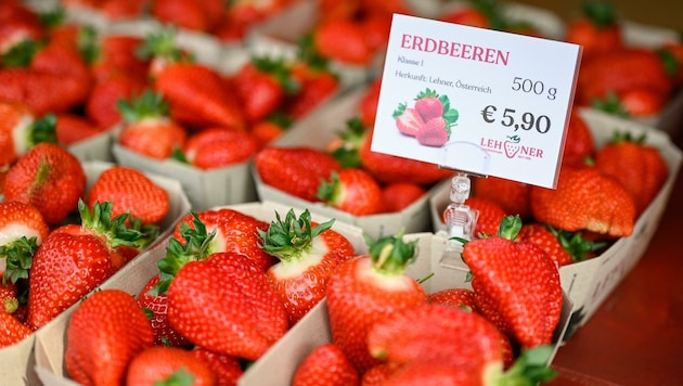 Kilopreise jenseits der 10-Euro-Marke sind bei Erdbeeren derzeit schon fast normal (Bild: Alexander Schwarzl)