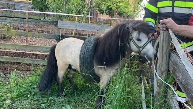 Wie das Pony sich in die missliche Lage brachte, war auch der Besitzerin ein Rätsel. (Bild: FF Pirkhof)