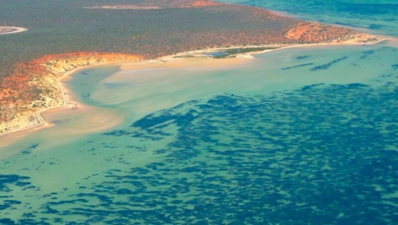 Teile des Seegras-Teppichs in der Shark Bay vor Australien. (Bild: Angela Rossen/The University Of Western Australia via AP)