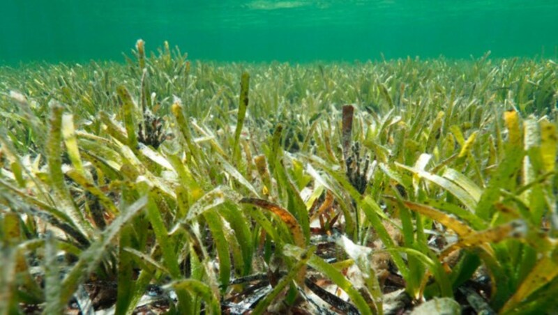 Vor der Westküste Australiens haben Forscher die vermutlich größte Pflanze der Welt entdeckt: Einen Seegras-Teppich, er sich über eine Länge von 180 Kilometer erstreckt. (Bild: Sahira Bell/The University Of Western Australia via AP)