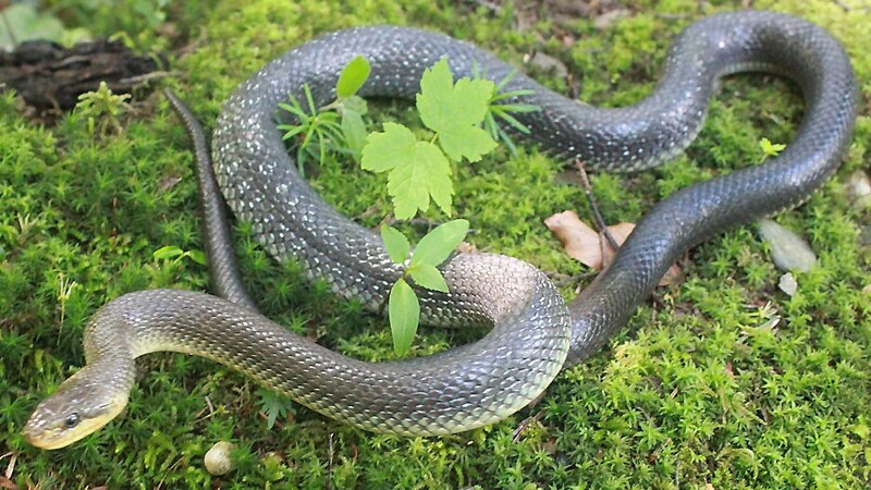 Streng geschützte Äskulapnattern bewohnen den Leitenwald, der auf 300 Metern Länge abgetragen werden soll.  (Bild: Esterbauer)