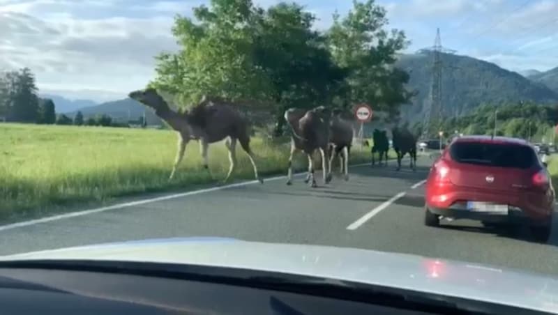 Wüstentiere auf Abwegen - da staunten die Autofahrer im Tiroler Unterland! (Bild: zVg, Krone KREATIV)