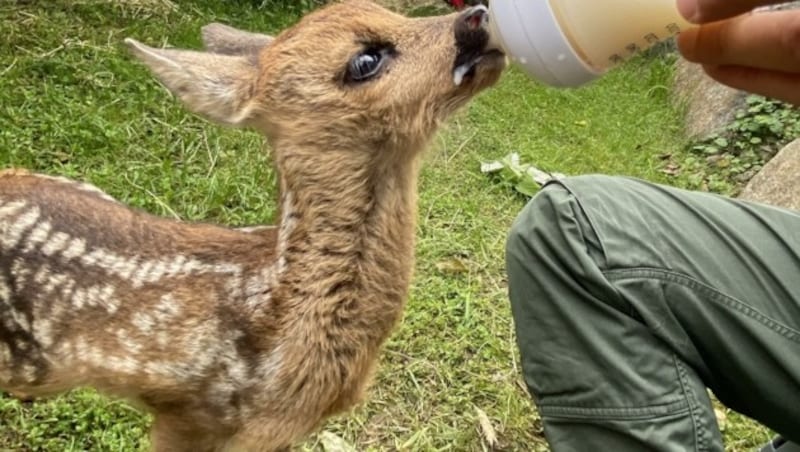 Mit einem Babyflascherl wird das Jungtier genährt. (Bild: privat zVg)