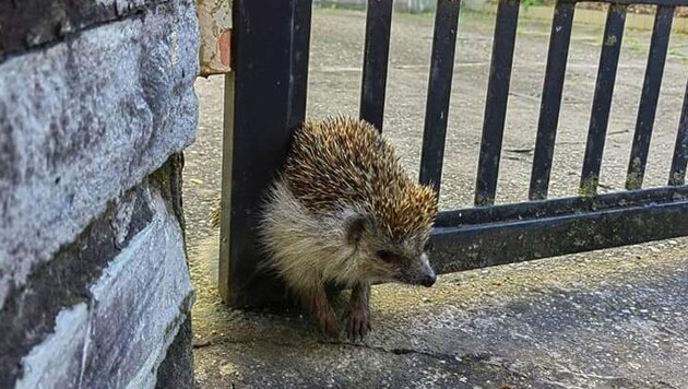 Der Igel steckte fest (Bild: Stadtfeuerwehr Weiz)