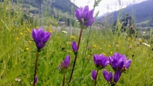 Belohnt wird man auch mit Wiesenblumen (Bild: rubina bergauer)