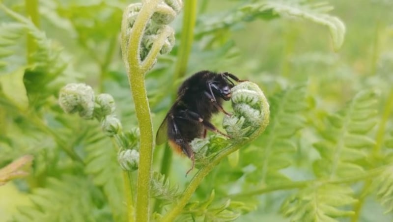 Die Steinhummel (Bild: rubina bergauer)