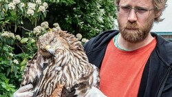 Der prächtige Rekord-Kaiseradler „Artemisia“ musste letztlich eingeschläfert werden. (Bild: BirdLife Austria)