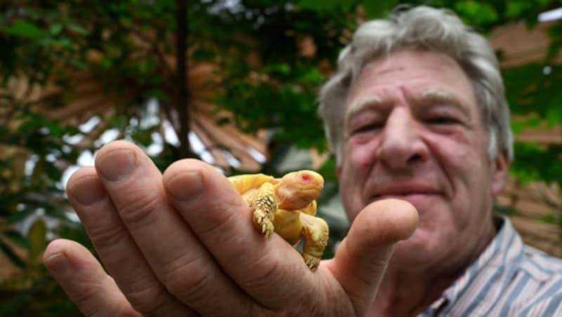 Der Gründer und Direktor des Tropiquariums von Servion, Philippe Morel, hält seinen ganzen Stolz in der Hand: Ein Albino-Galapagos-Riesenschildkrötenbaby, das am 1. Mai geboren wurde. (Bild: APA/Photo by Fabrice COFFRINI/AFP)